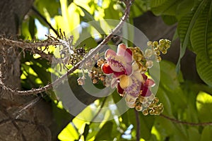 Nagalinga Flower, Shiv Kamal, Cannonball tree flower or Couroupita guianensisr