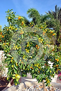 Nagami Kumquat