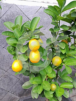 Nagami oranges tree