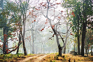 Nagarahole National Park the gateway to Jungle - Karnataka -India