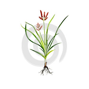 Nagarmotha - Cyperus rotundus ayurvedic herb, flower. digital art illustration with text isolated on white. Healthy organic spa