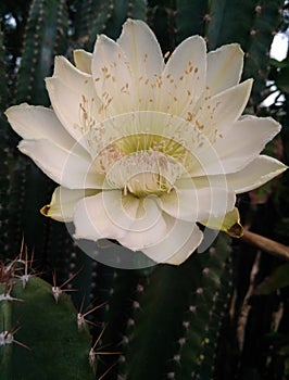 Nagfani flower and tree.