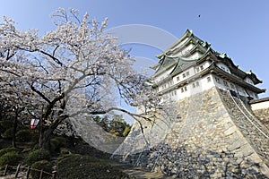 Nagoya Castle and blossoming cherry tree