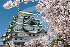 Nagoya Castle with white sakura or cherry tree foliage blossom