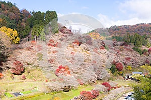 Nagoya, Obara Sakura in autumn