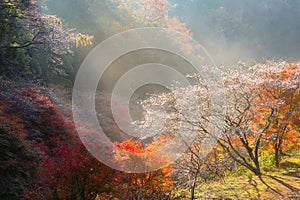 Nagoya, Obara Sakura in autumn
