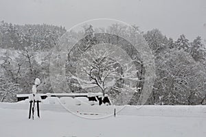 Nagoya snow scene