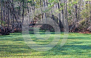 Nags Head Woods Preserve Outer Banks North Carolina photo