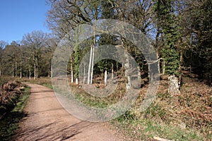 Nagshead RSPB Reserve