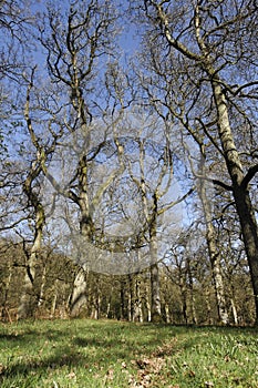 Nagshead RSPB Reserve