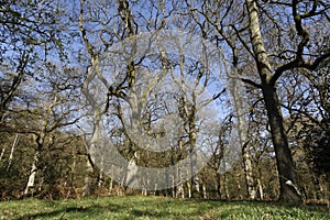Nagshead RSPB Reserve