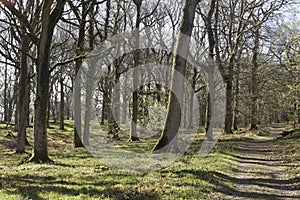 Nagshead RSPB Reserve