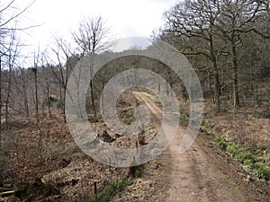 Nagshead RSPB Reserve, Gloucestershire