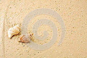 Meeresschnecken im Sand photo