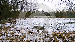 Nahrungssuche eines Wolfes der von der Räude befallen ist