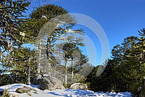 Nahuelbuta, Chile national park photo