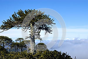 Nahuelbuta, Chile national park photo