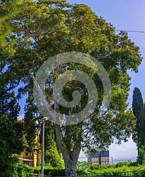 Nahum Garden, Neve Shaanan Neighborhood, Haifa