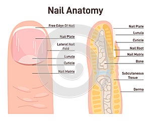 Nail anatomy. Cross-section finger and nail structure. Fingertip side scheme photo