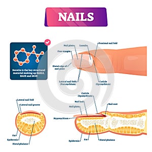 Nail anatomy structure diagram, vector illustration