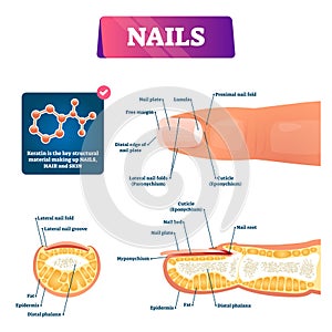 Nail anatomy structure diagram, vector illustration photo