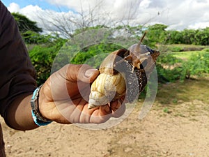 Nail Animals handled humanity living thinks