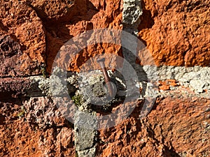 Nail in a brick wall. A rusty curved nail. Old red brick wall, green moss on the bricks. Masonry