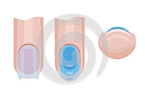 Nail care. Distribution of the base on the nail. Illustration for a manual for manicure. Vector illustration photo