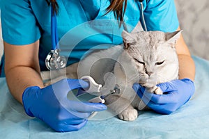 nail clipping a cat, a veterinarian cutting the claws of a young thoroughbred Scottish white cat, caring for pets