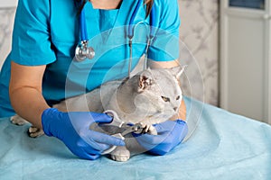 nail clipping a cat, a veterinarian cutting the claws of a young thoroughbred Scottish white cat, caring for pets