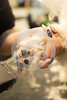 Nail clipping for dog paw in human hands grooming salon service work vertical photo concept