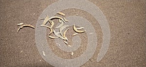 Nail clippings on brown cloth surface 2