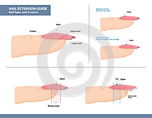 Nail Extension Guide. Nail Apex and C-curve. Vector