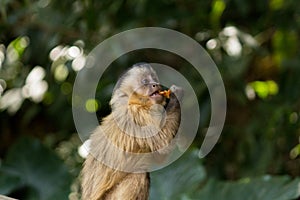 nail monkey cub eating apple