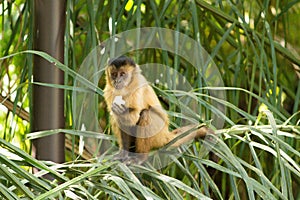 Capuchin monkey eating banana photo