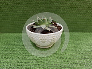 nail oficina miss cactus, in small white pot for decoration, with green background photo