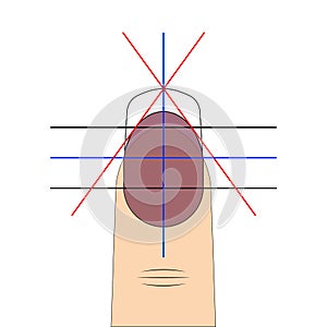 Nail shape drawing diagram vector template to create fashionable nail shape for manicure salon