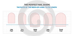 Nail Shaping Tutorial. The Ratio of the Width of a Finger Nail to its Length. The Perfect Nail Shape