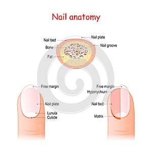 Nail Structure and anatomy