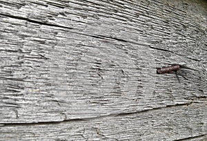 Nail in a wooden board