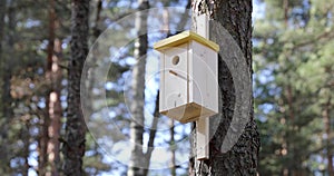 Nailing the birdhouse on the tree trunk on sunny spring day