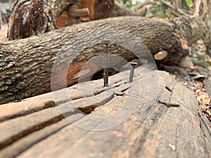 Nails nailed on timber Rusty nails on decayed wood