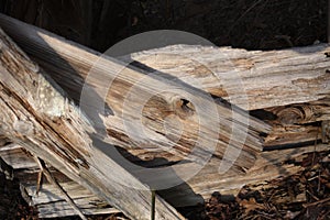 Nails on weathered wood door