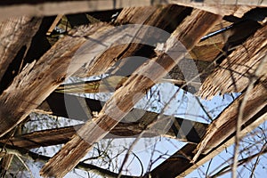 Nails on weathered wood door