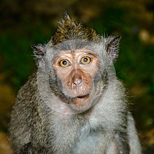 Naive monkey photo