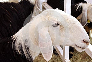 Najdi, a beautiful arabian sheep