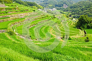 Nakayama Senmaida rice terrace paddy fields, Shodoshima Island photo
