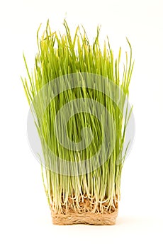 Nake Wheatgrass