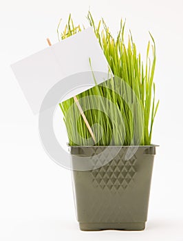 Nake wheatgrass with a sign