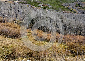 Naked Aspen trees in Nevada in the Fall